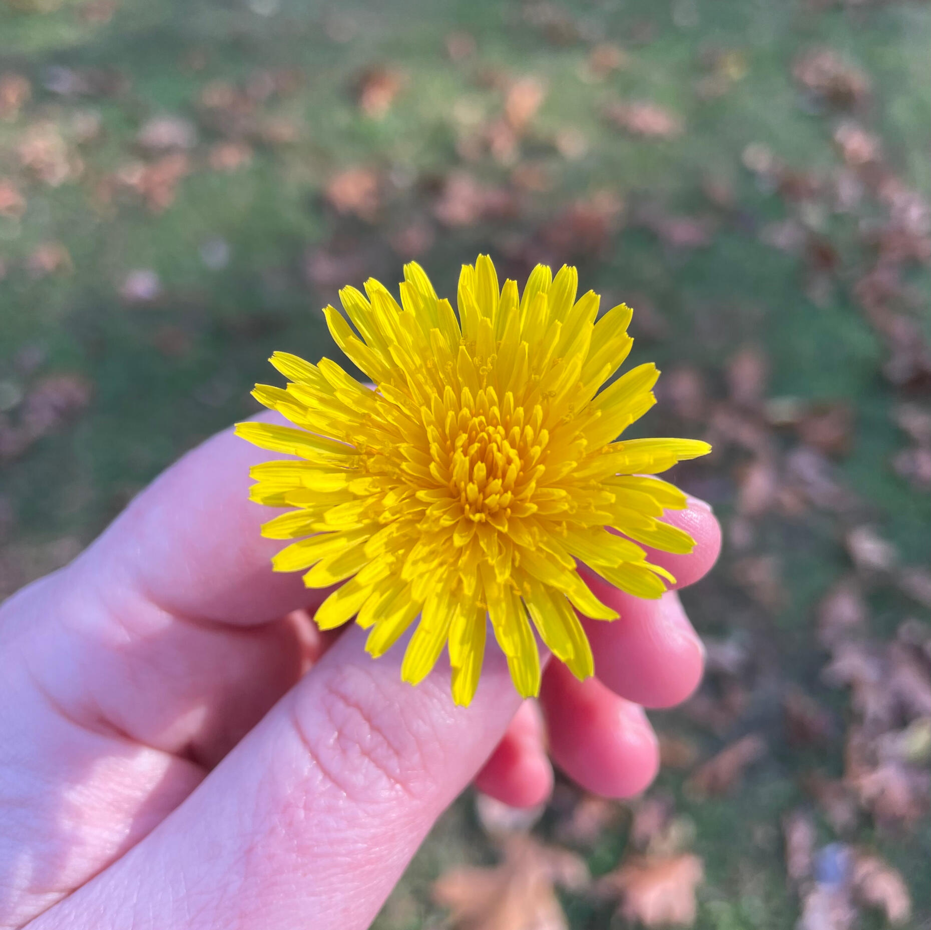 Dandy
